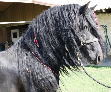 View Friesian horse purchasing details for Marcel