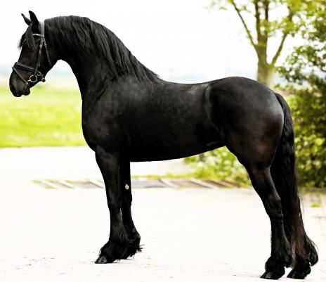 View Friesian horse purchasing details for MARINA