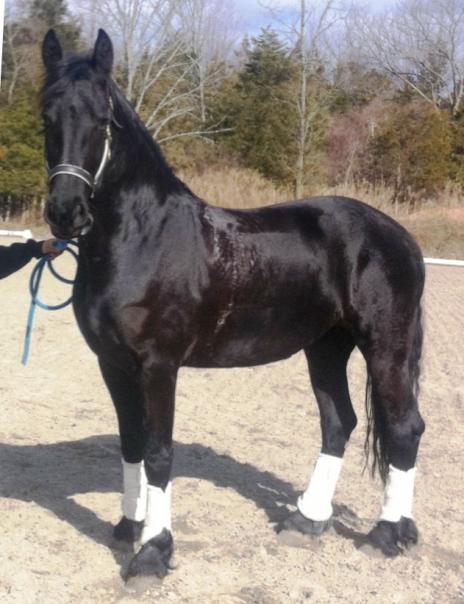 View Friesian horse purchasing details for MARISSA