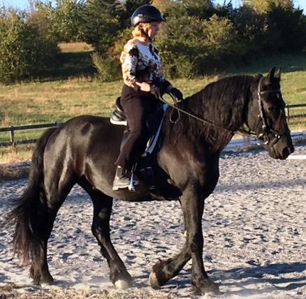 View Friesian horse purchasing details for MARMI