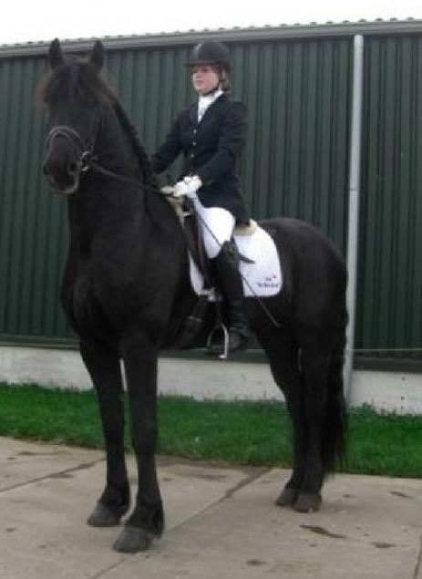 View Friesian horse purchasing details for MARQ STER