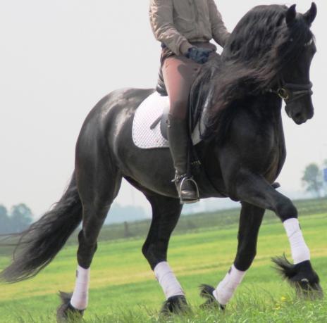 View Friesian horse purchasing details for PELLIGRINO STER