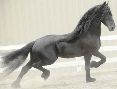 View Friesian horse purchasing details for MISTRAL