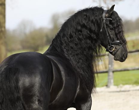 View Friesian horse purchasing details for MOOS