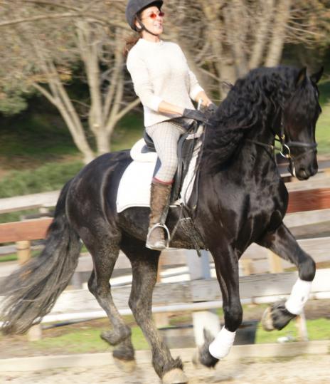 View Friesian horse purchasing details for Nanne