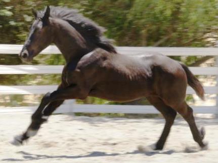 View Friesian horse purchasing details for Nelson