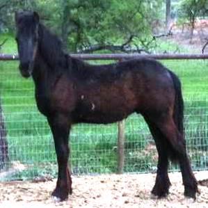 View Friesian horse purchasing details for NEMASUS