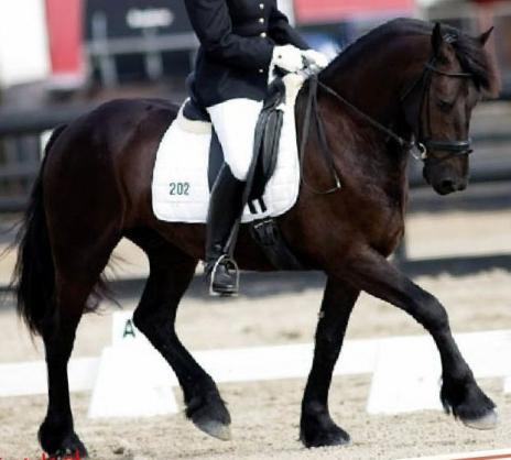 View Friesian horse purchasing details for Nero BSF