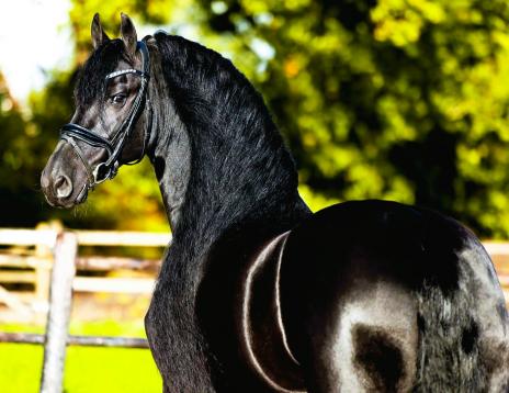 View Friesian horse purchasing details for Dolce STER