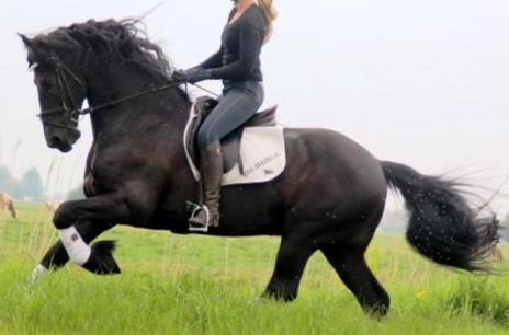 View Friesian horse purchasing details for Nick BSF