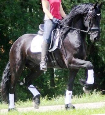 View Friesian horse purchasing details for NICO