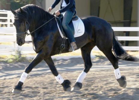 View Friesian horse purchasing details for Nikki