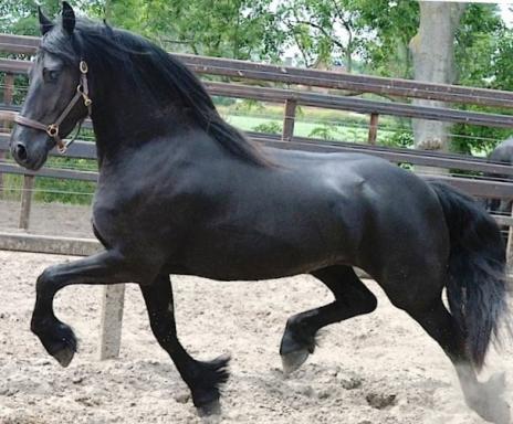 View Friesian horse purchasing details for OLGA STER