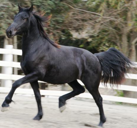 View Friesian horse purchasing details for Olivia