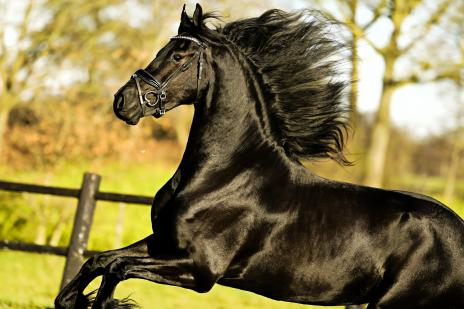 View Friesian horse purchasing details for OLIVER