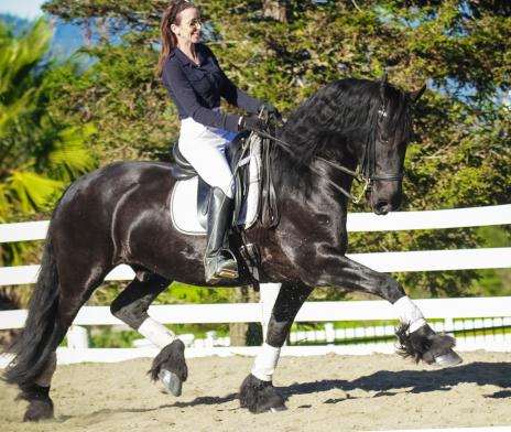 View Friesian horse purchasing details for Peer J.