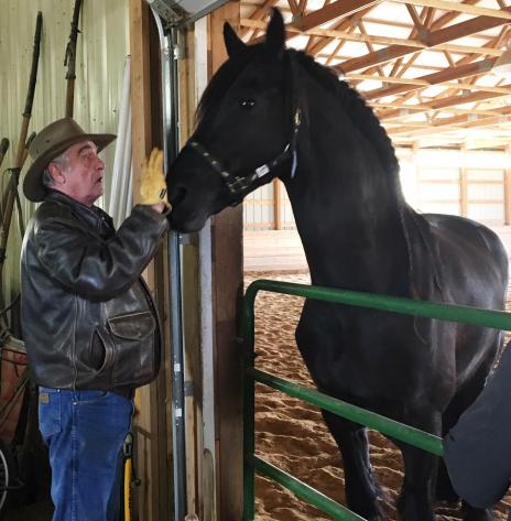 View Friesian horse purchasing details for Guy