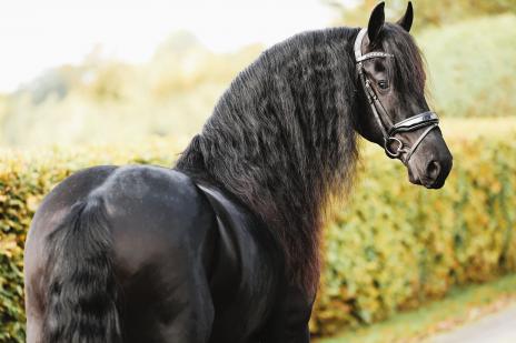 View Friesian horse purchasing details for PORTENZO BSF