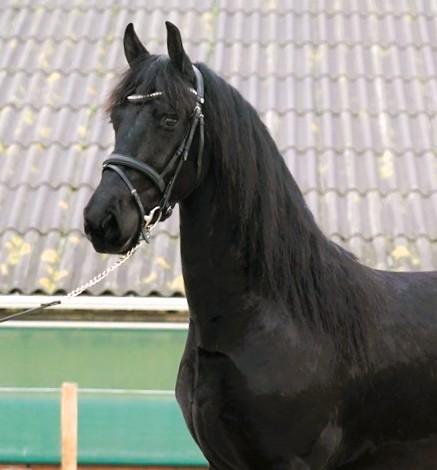 View Friesian horse purchasing details for PORTIA