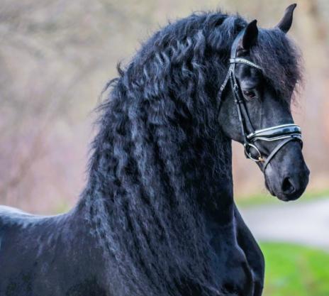 View Friesian horse purchasing details for Pucci STER SPORT