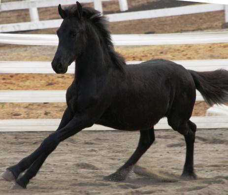 View Friesian horse purchasing details for QUENT