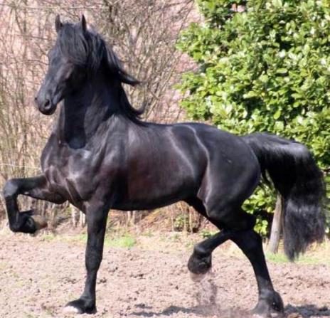 View Friesian horse purchasing details for RAPALLO