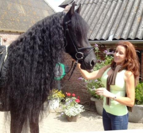 View Friesian horse purchasing details for RAVEL