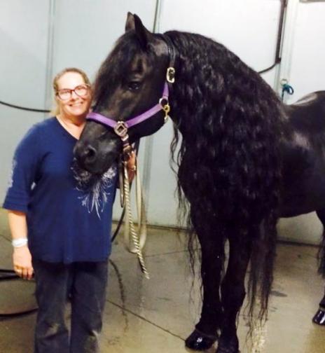 View Friesian horse purchasing details for REINDER