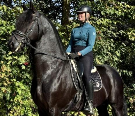 View Friesian horse purchasing details for ROMULUS