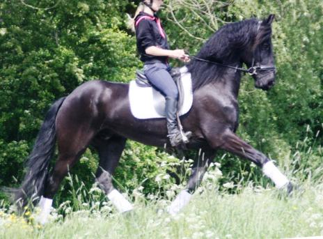 View Friesian horse purchasing details for ROSSO