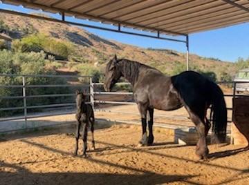 View Friesian horse purchasing details for Anastasia