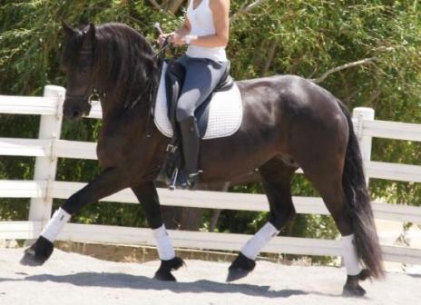 View Friesian horse purchasing details for SAHARA