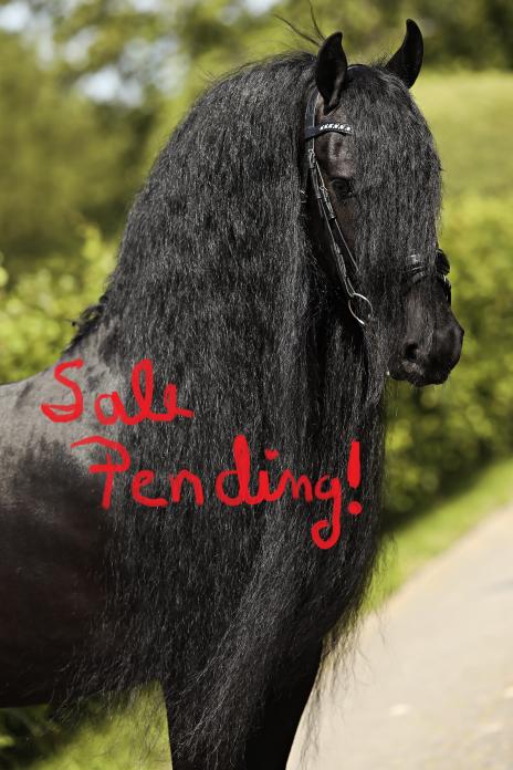 View Friesian horse purchasing details for TINUS SPORT