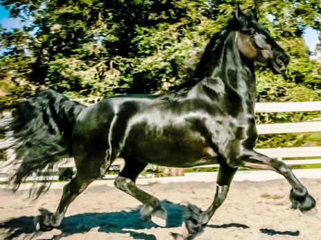 View Friesian horse purchasing details for Ilse Sandra