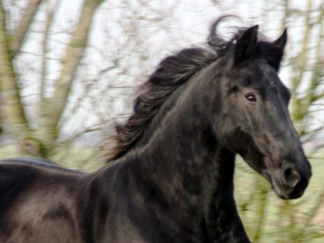 View Friesian horse purchasing details for JOY