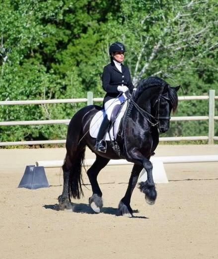 View Friesian horse purchasing details for EROS SPORT 