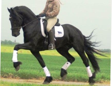 View Friesian horse purchasing details for SIETSE BSF