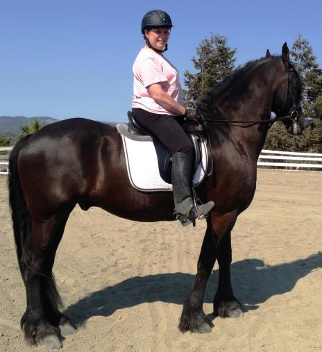 View Friesian horse purchasing details for Sil STER