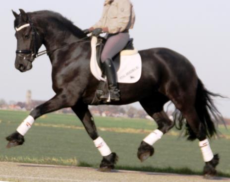 View Friesian horse purchasing details for SIMMER