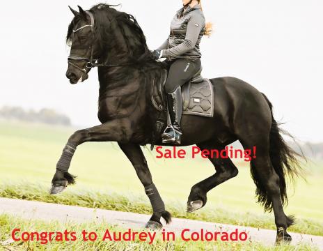 View Friesian horse purchasing details for RONAN STER SPORT