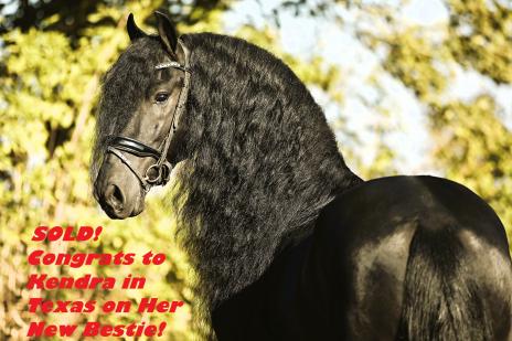 View Friesian horse purchasing details for ORION Veenenhof