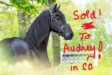 View Friesian horse purchasing details for SOREN
