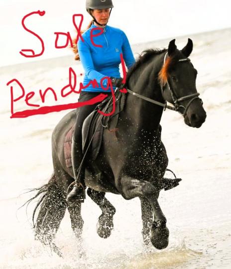 View Friesian horse purchasing details for ANALISA