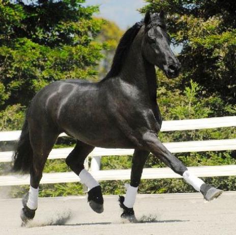 View Friesian horse purchasing details for STEFANO