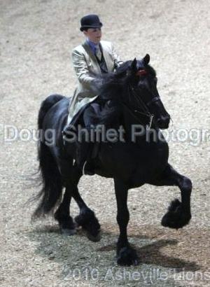 View Friesian horse purchasing details for Stormy Seas