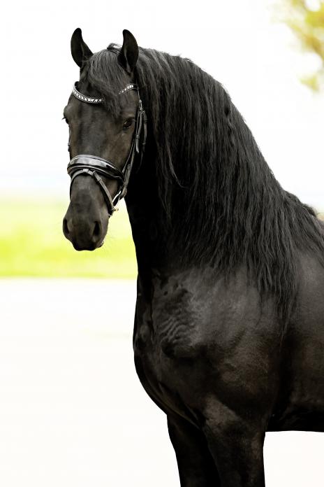 View Friesian horse purchasing details for MASON