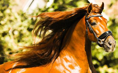 View Friesian horse purchasing details for SUENO