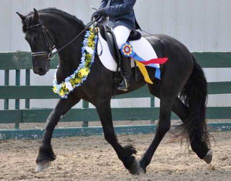 View Friesian horse purchasing details for TAASJ