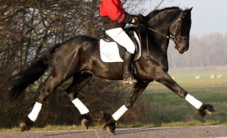 View Friesian horse purchasing details for Tangei STER