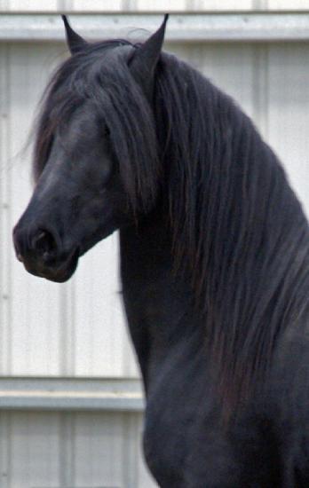 View Friesian horse purchasing details for Teade BSF